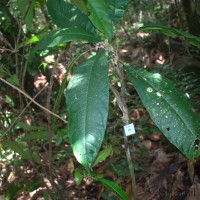 Lepisanthes simplicifolia (Thwaites) Leenh.
